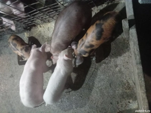 Purcei din rasele de carne - imagine 3
