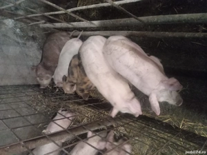 Purcei din rasele de carne