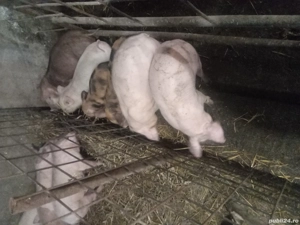 Purcei din rasele de carne - imagine 5