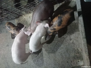 Purcei din rasele de carne - imagine 4