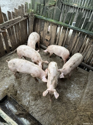 De vânzare grăsuni preț neg 