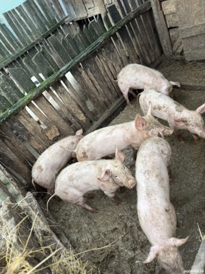 De vânzare grăsuni preț neg  - imagine 4