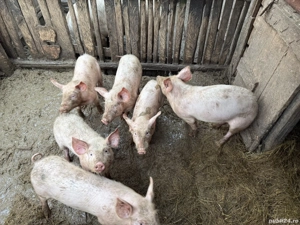 De vânzare grăsuni preț neg  - imagine 2