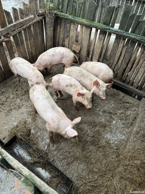 De vânzare grăsuni preț neg  - imagine 3