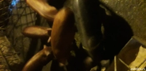 Vind purcei duroc virsta in jur de 3 luni.castrati  - imagine 3