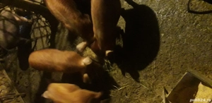 Vind purcei duroc virsta in jur de 3 luni.castrati  - imagine 2