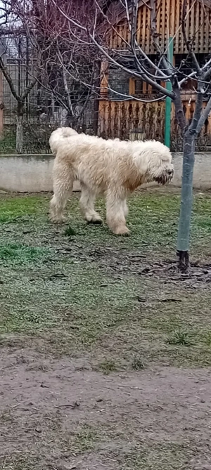 Ciobănesc mioritic mascul - imagine 3