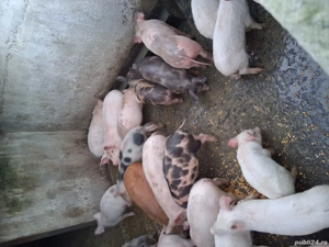 vand purcei de 9 saptamani