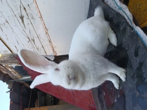 Iepuri UGA!!!  - imagine 2