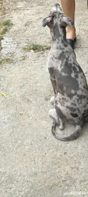 Catelusa amstaff  - imagine 3