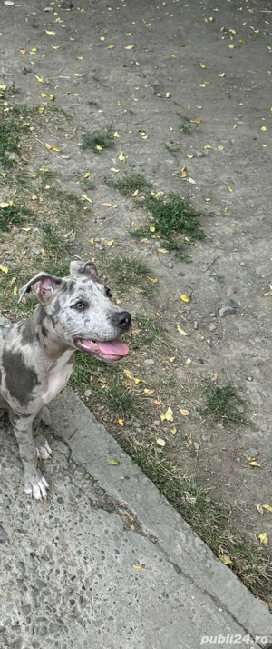 Catelusa amstaff  - imagine 2