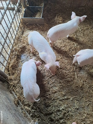 Vand purcei - imagine 2