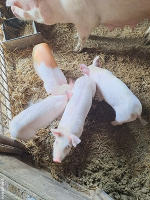 Vand purcei - imagine 3