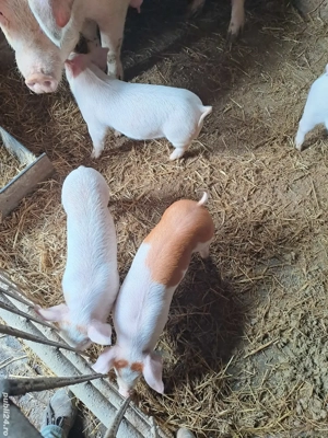 Vand purcei - imagine 4