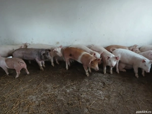 vând soldani Rasa de calitate Marele Alb &Duroc  medie  45 kg - imagine 2