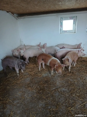 vând soldani Rasa de calitate Marele Alb &Duroc  medie  45 kg