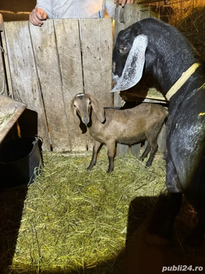 Ieduta si Iedut Anglo-Nubian  - imagine 2