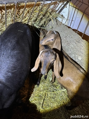 Ieduta si Iedut Anglo-Nubian  - imagine 3