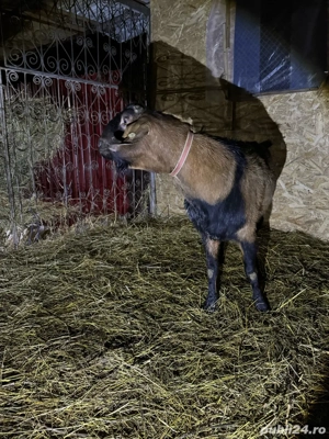 capre Anglo-Nubian si Metisate  - imagine 4
