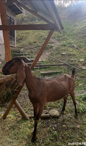 capre Anglo-Nubian si Metisate  - imagine 5