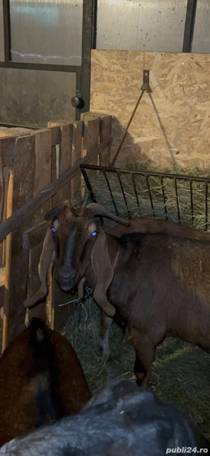 capre Anglo-Nubian si Metisate  - imagine 2