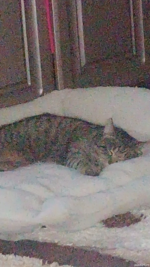 De vânzare   Apartament exclusivist în Sânpetru Ecovilla. Apartament de lux, complet mobilat și fini