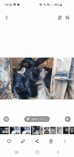 Vand iepuri - imagine 2