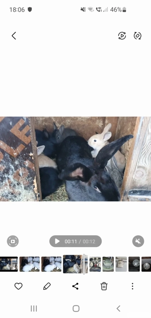 Vand iepuri - imagine 4