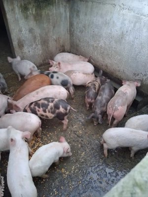 vand purcei de 9 saptamani