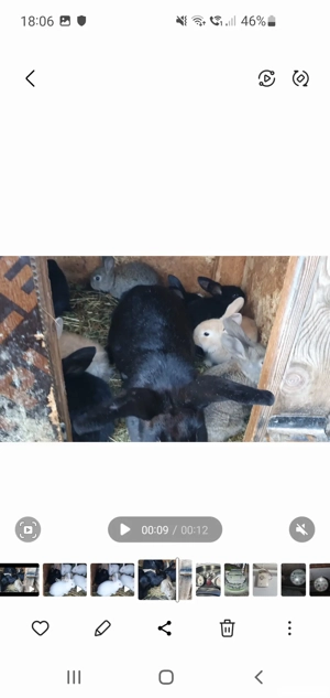 Vand iepuri - imagine 3