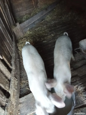 Grasuni de vanzare mai multe detali la nr  