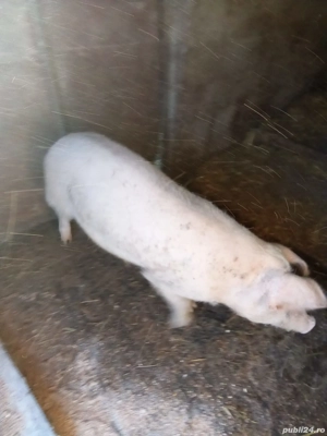 Grasuna de vanzare mai multe detali la nr  