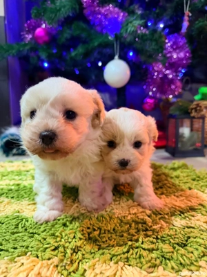 Vând Bichon Maltez Urgent 400 lei 