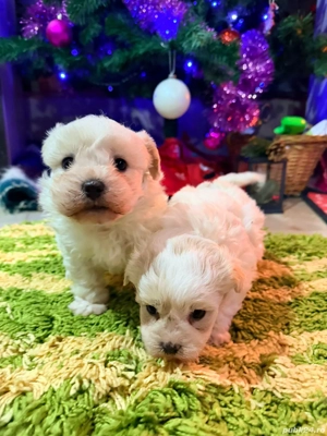Vând Bichon Maltez Urgent 400 lei  - imagine 2