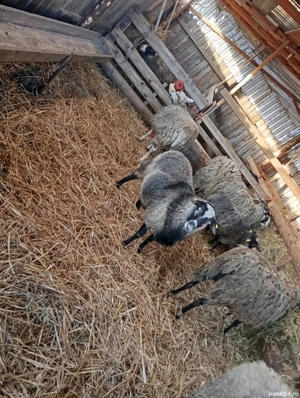 Disponibil Berbecuț Romanov de  rasă prolifică.