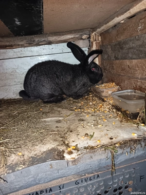 Vand mascul Urias German  - imagine 3