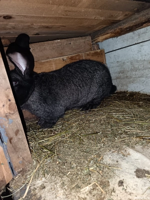 Vand mascul Urias German 