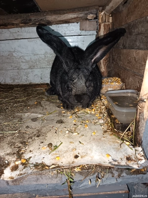 Vand mascul Urias German  - imagine 2