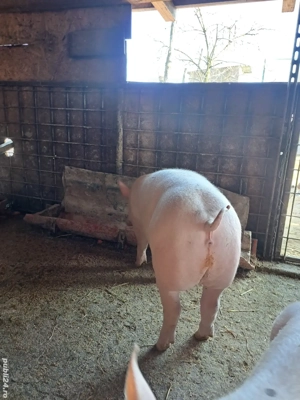 Grasuni Marsani Dolj  - imagine 3