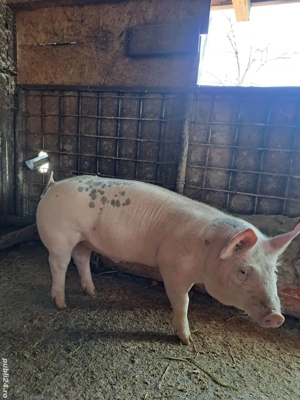 Grasuni Marsani Dolj  - imagine 4