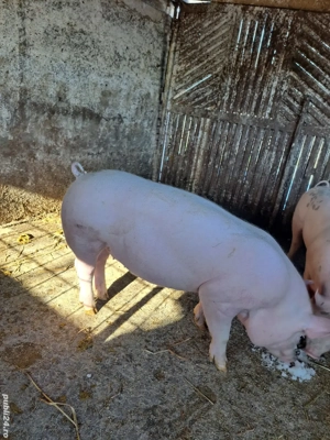 Grasuni Marsani Dolj  - imagine 2