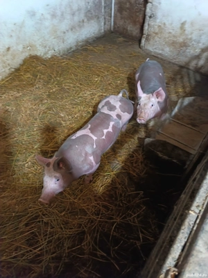 Scrofițe pietrain belgian pur - imagine 3