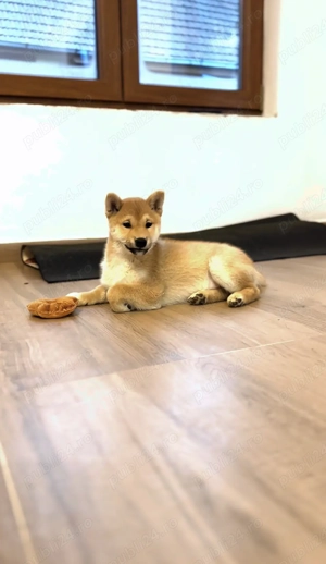 Fetita Shiba Inu