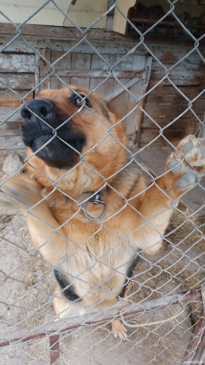 Dau urgent pereche ciobănesc german.  - imagine 2