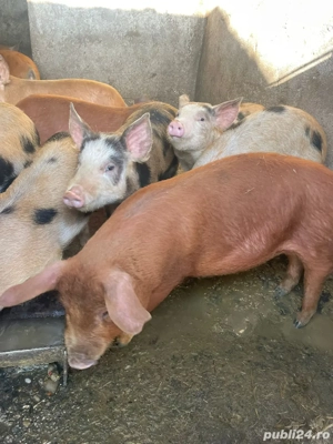 Purcei de vânzare - imagine 2