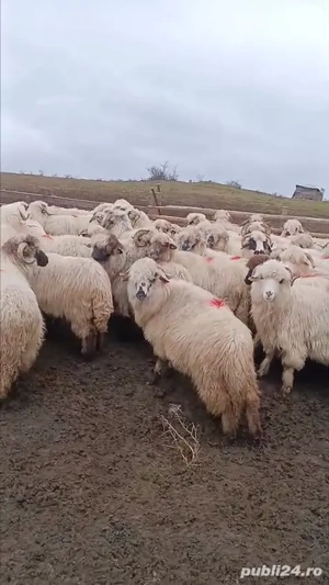 oi de vânzare rasă Țurcană  - imagine 3