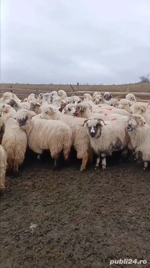 oi de vânzare rasă Țurcană 