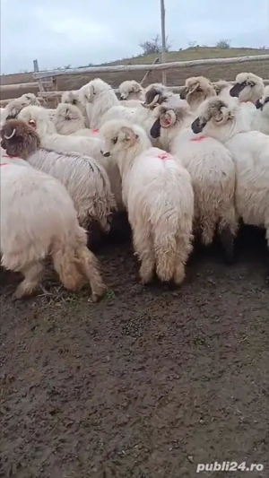 oi de vânzare rasă Țurcană  - imagine 4