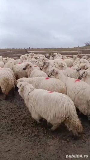 oi de vânzare rasă Țurcană  - imagine 5