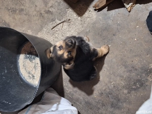 donez 2 catei lup - imagine 3